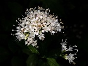 Valeriana sitchensis 20-9710